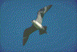 Arctic skua picture