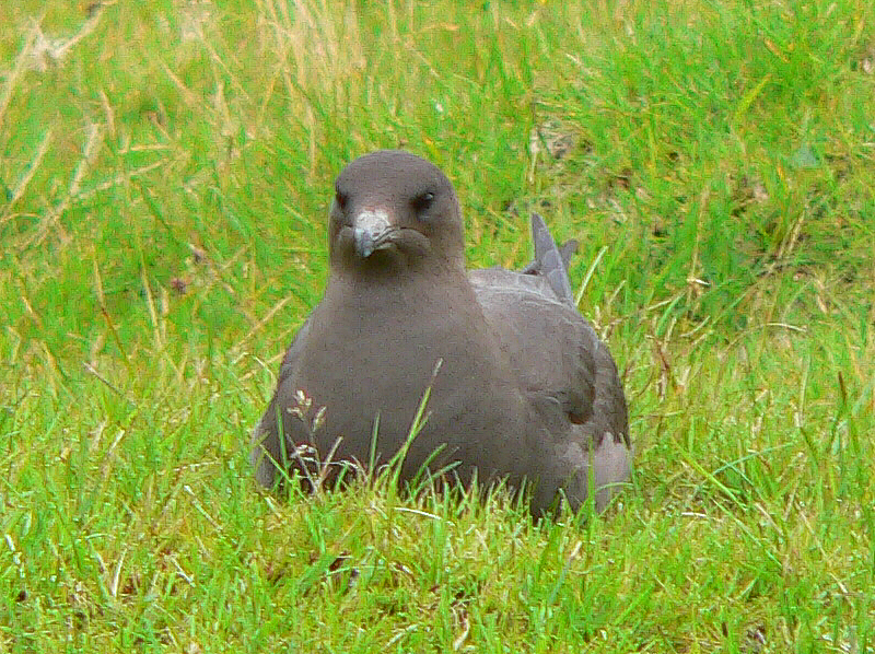 Bird picture