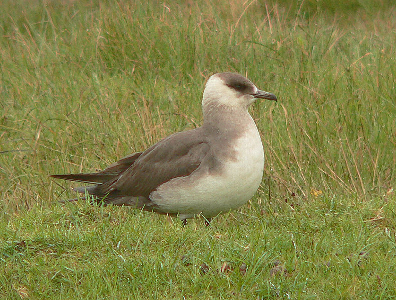 Bird picture