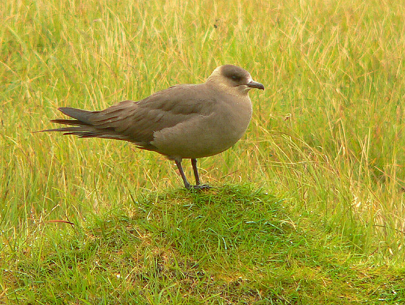 Bird picture