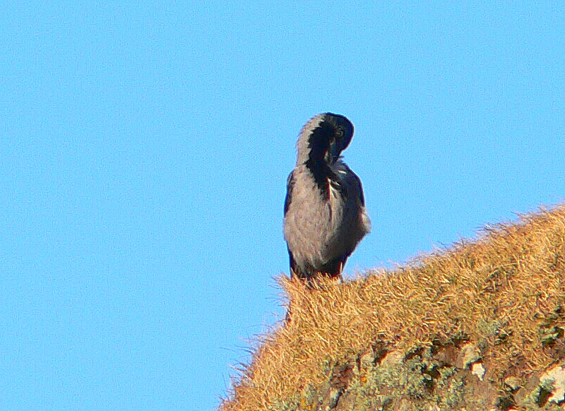 Bird picture