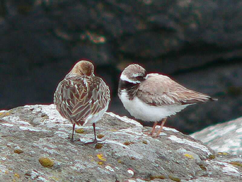 Bird picture