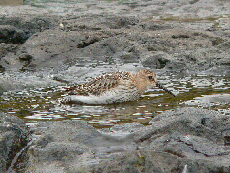 Bird picture