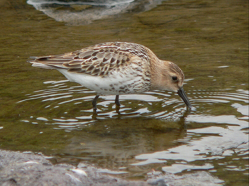 Bird picture