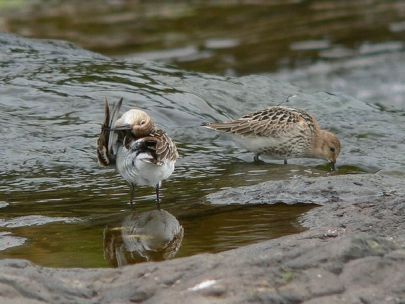 Bird picture