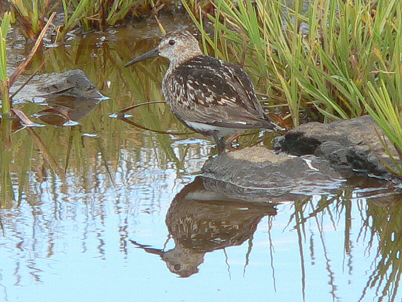 Bird picture