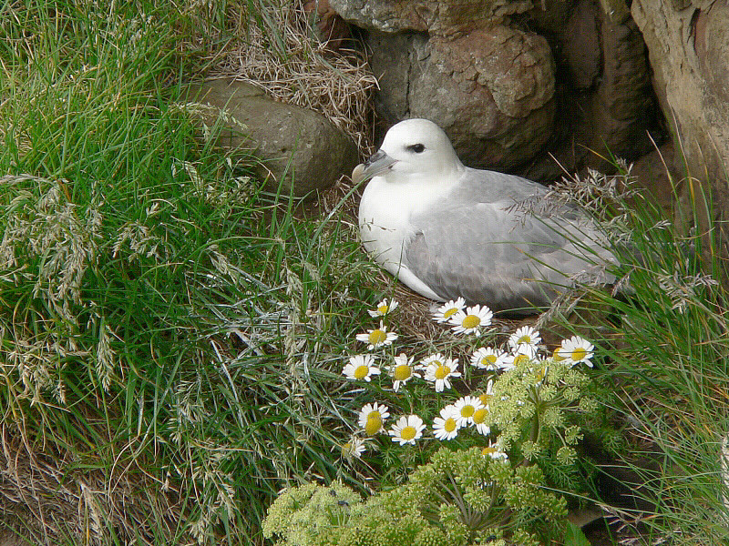 Bird picture