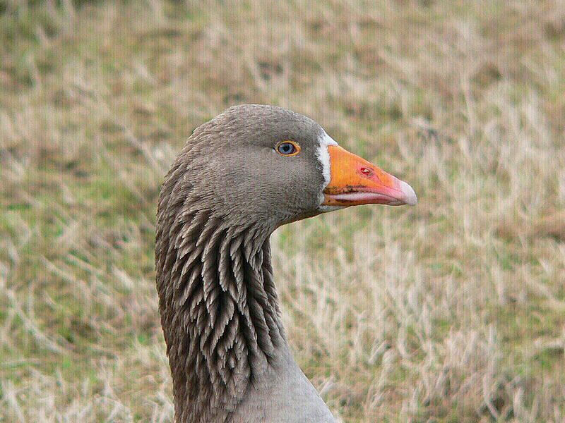 Bird picture