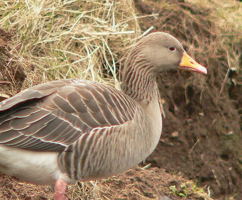 Bird picture