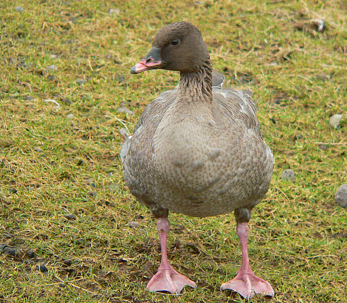 Bird picture