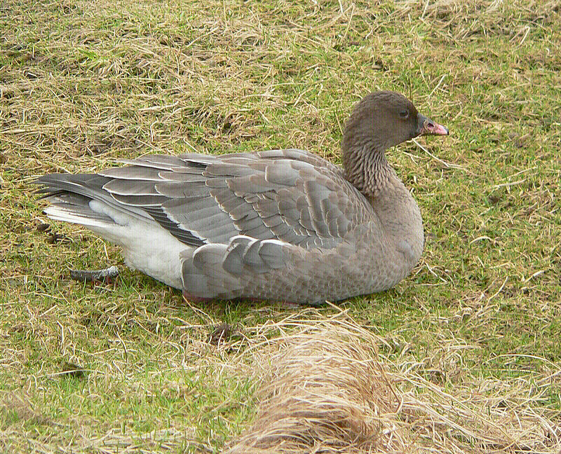 Bird picture