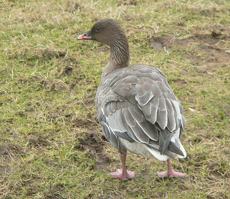 Bird picture