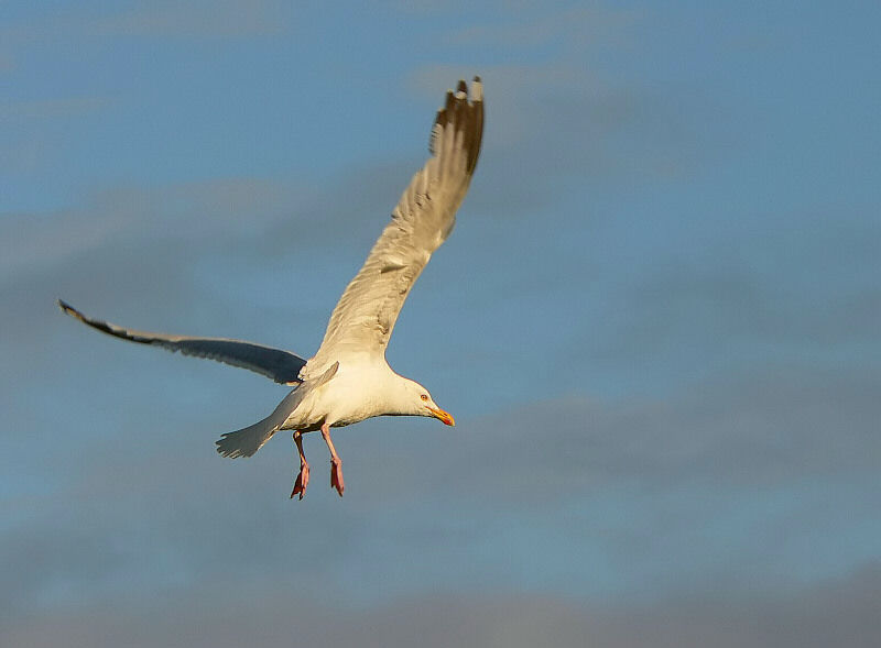 Bird picture