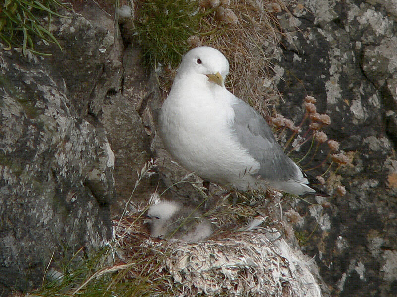 Bird picture