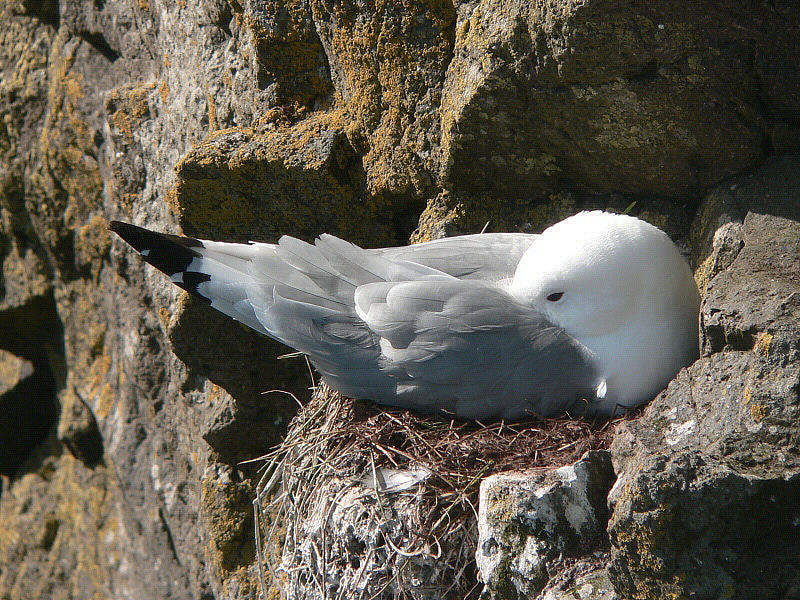 Bird picture