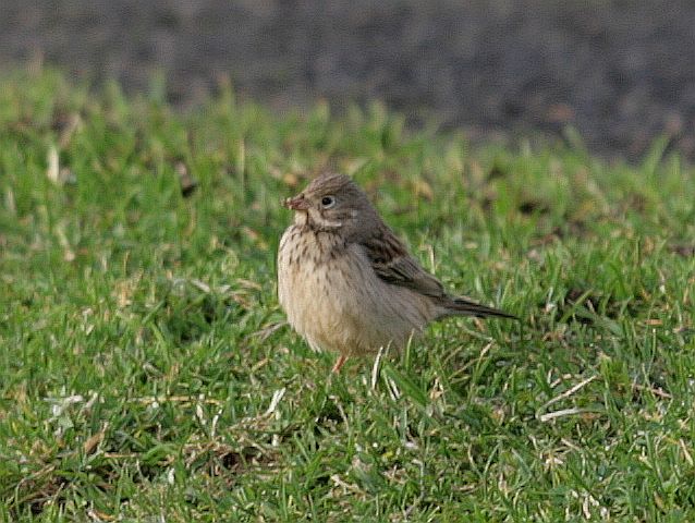 Bird picture