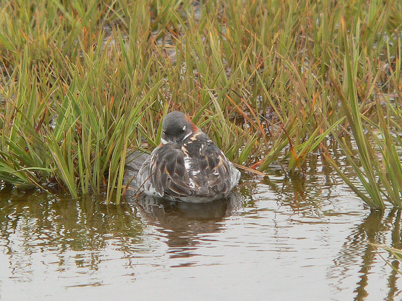 Bird picture