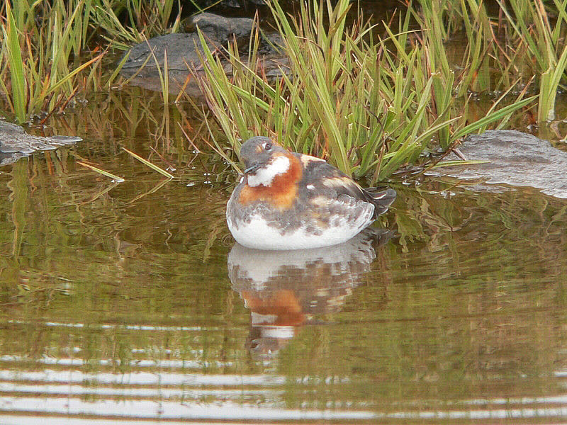 Bird picture