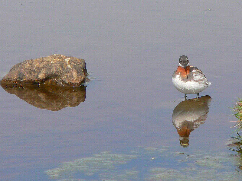 Bird picture