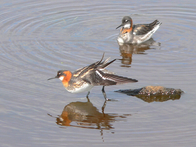 Bird picture