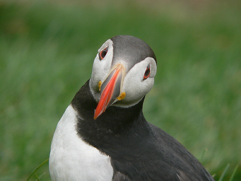 Bird picture