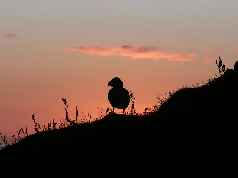 Bird picture