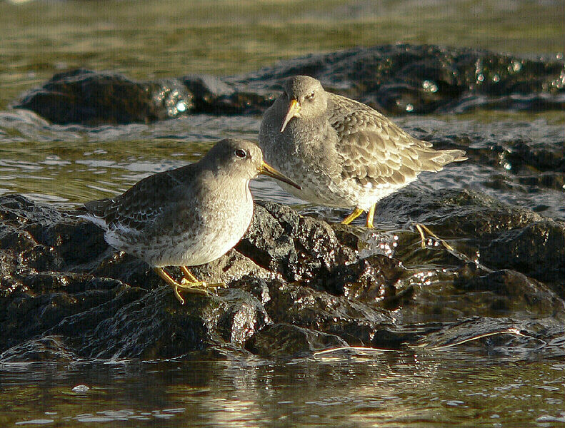 Bird picture