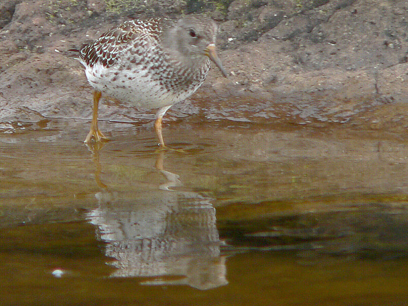 Bird picture