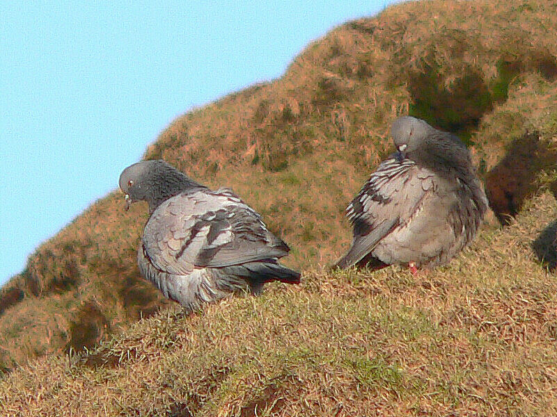 Bird picture