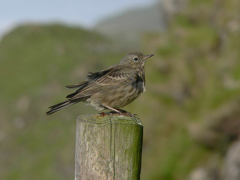 Bird picture