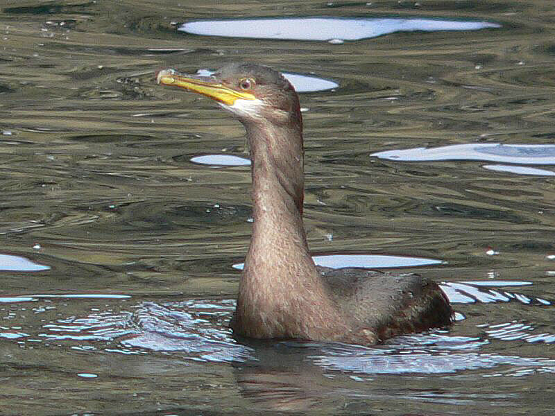 Bird picture