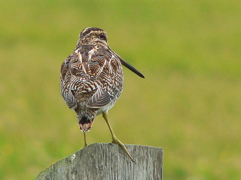 Bird picture