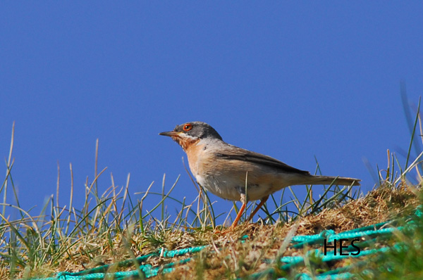 Bird picture