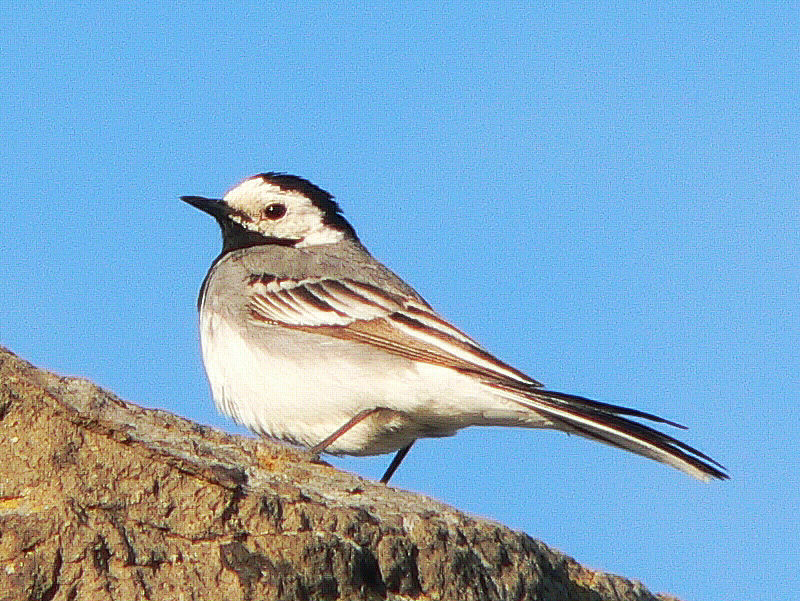 Bird picture