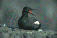 Black guillemot picture