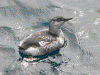 Young black guillemot picture