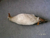 Gannet king skin