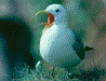 Kittiwake picture