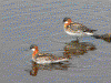 Red-necked Phalarope
