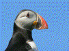 Puffin picture