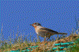 Subalpine warbler