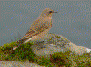 Wheatear picture