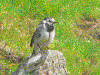 White Wagtail picture